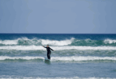SurfXCape – Learn to surf with local Pro