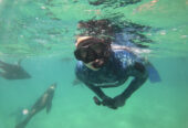 Swimming with Seals – Marine Dynamics