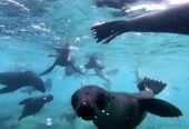 Swimming with Seals – Marine Dynamics
