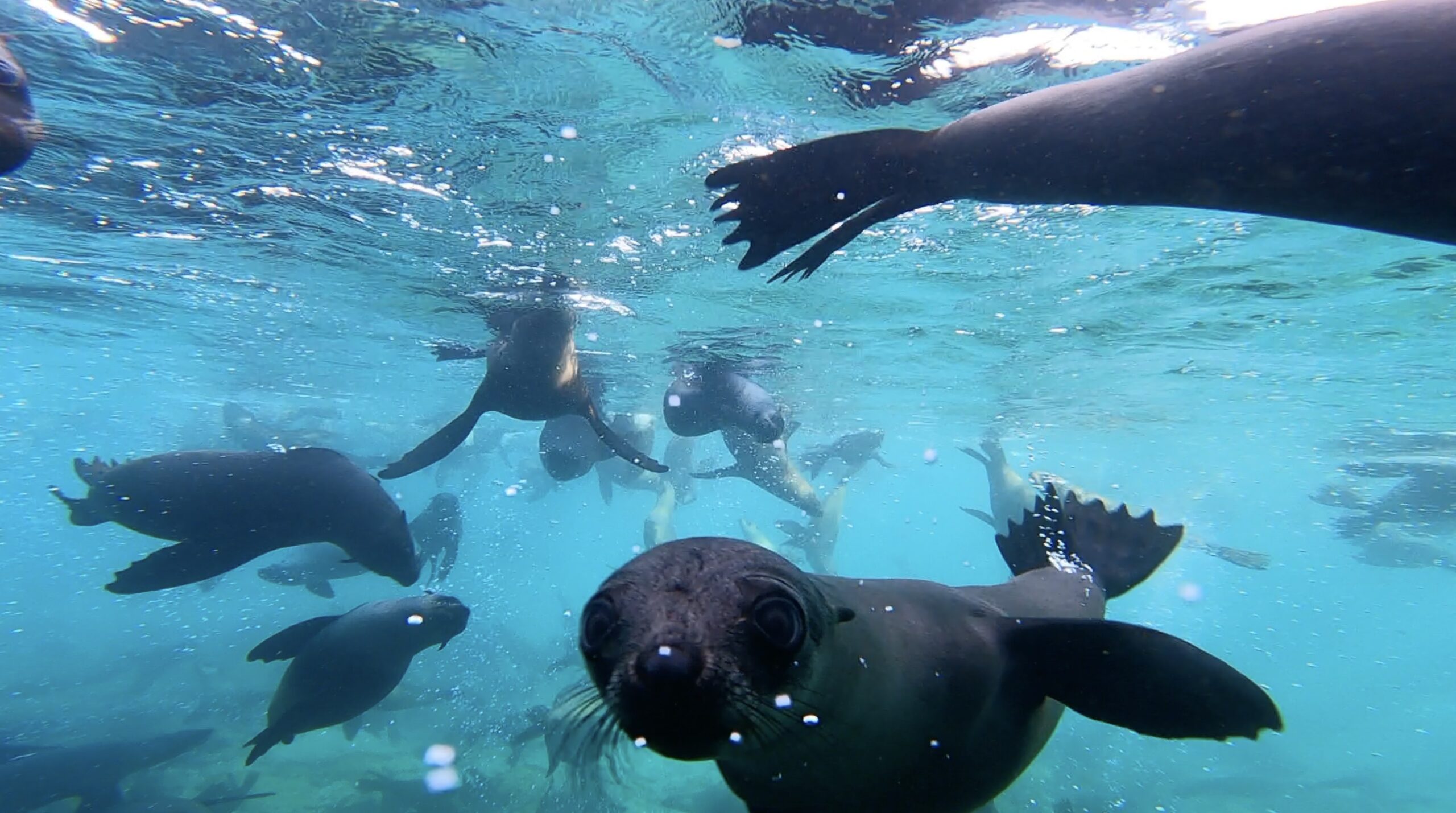 Swimming with Seals – Marine Dynamics