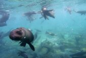 Swimming with Seals – Marine Dynamics