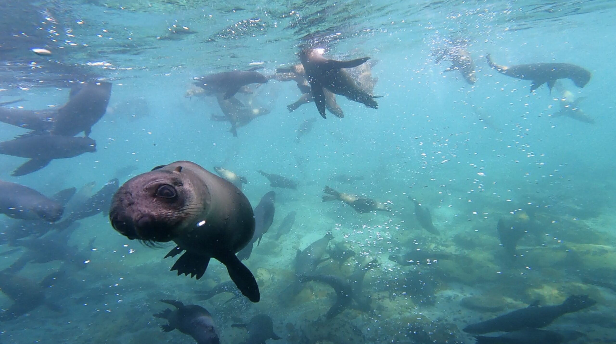 Swimming with Seals – Marine Dynamics